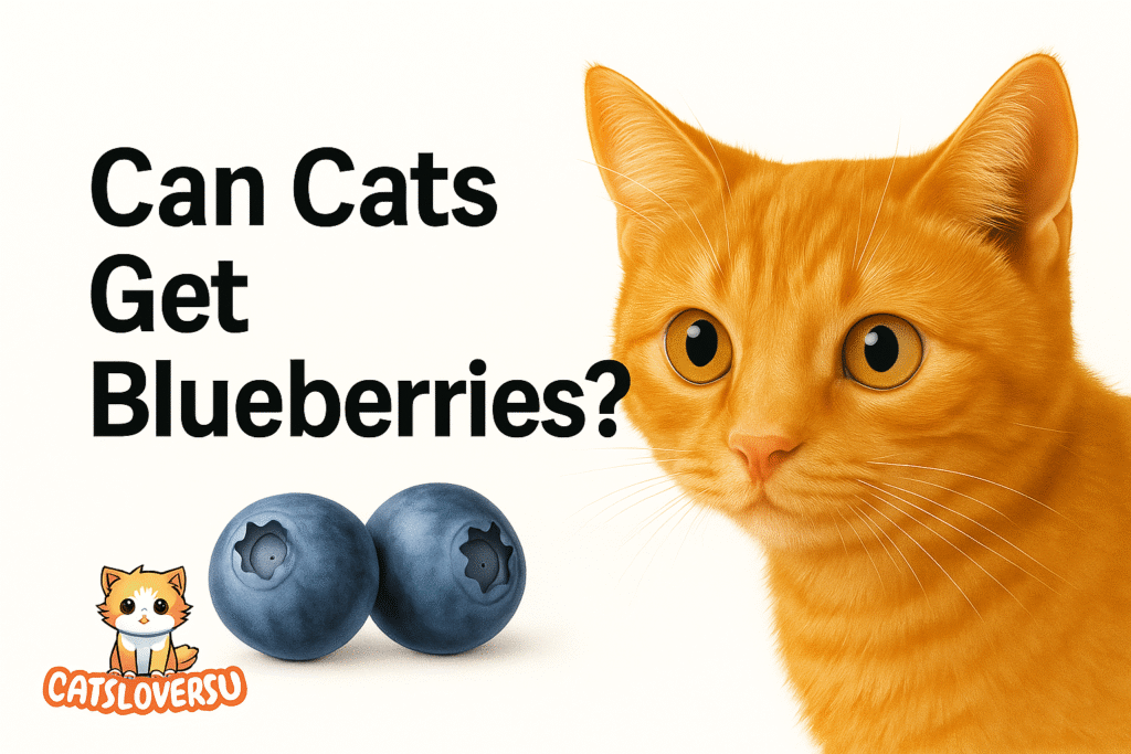 Can Cats Eat Blueberries