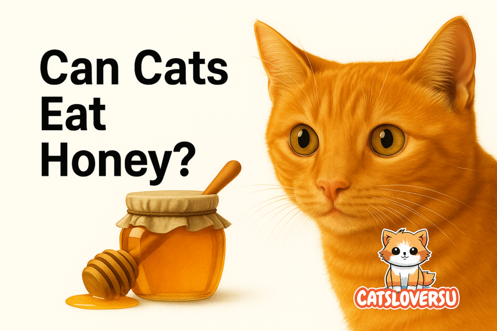 Can Cats Eat Honey
