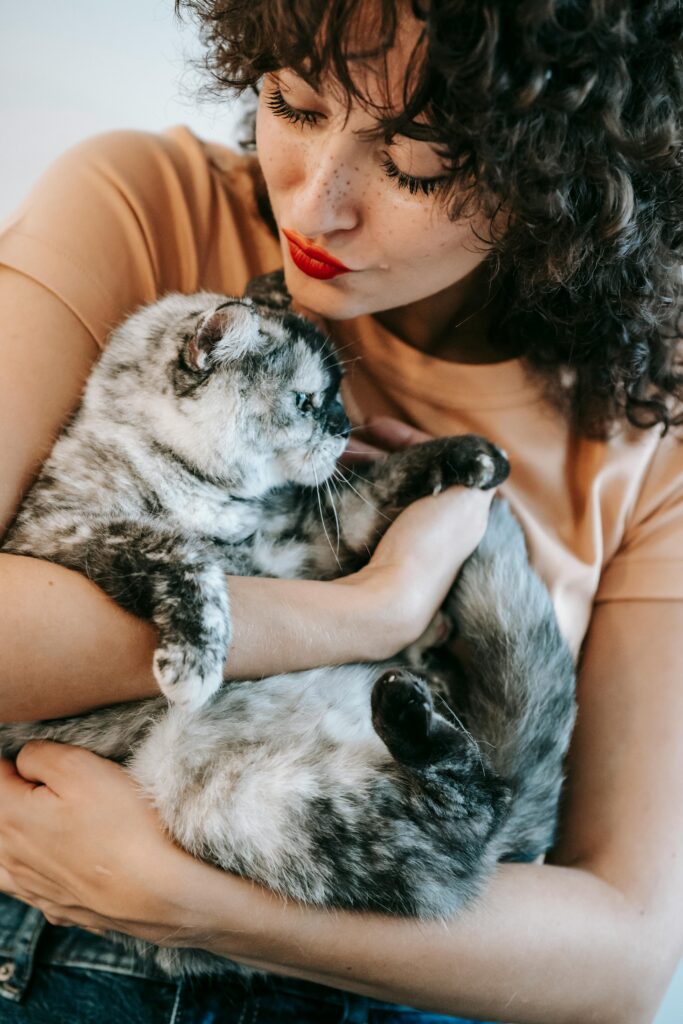 cats Cat Care Cat Care